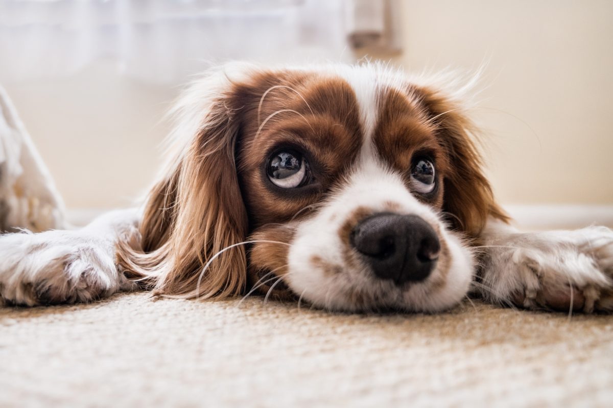 ¿Qué saber sobre la nariz de tus perros?