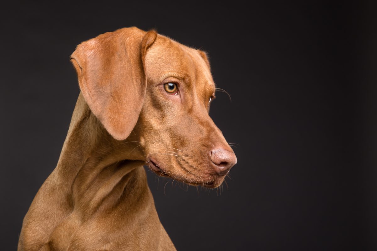 ¿Cuál es el perro más grande del mundo?